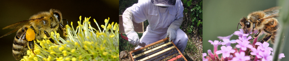 Amrutha Honey Bee Farming