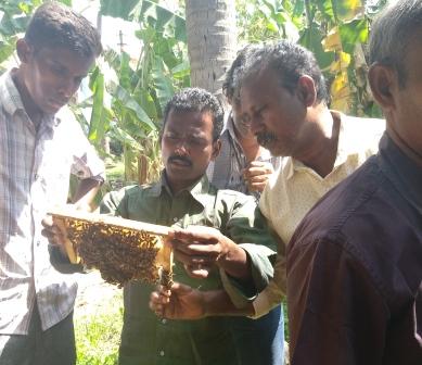 Amrutha Honey Bee Farming